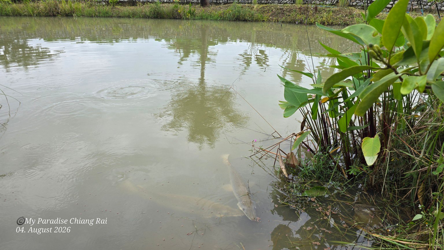 Fish pond