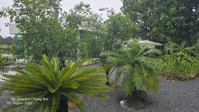 Garden, Pool & Pond · Garden path