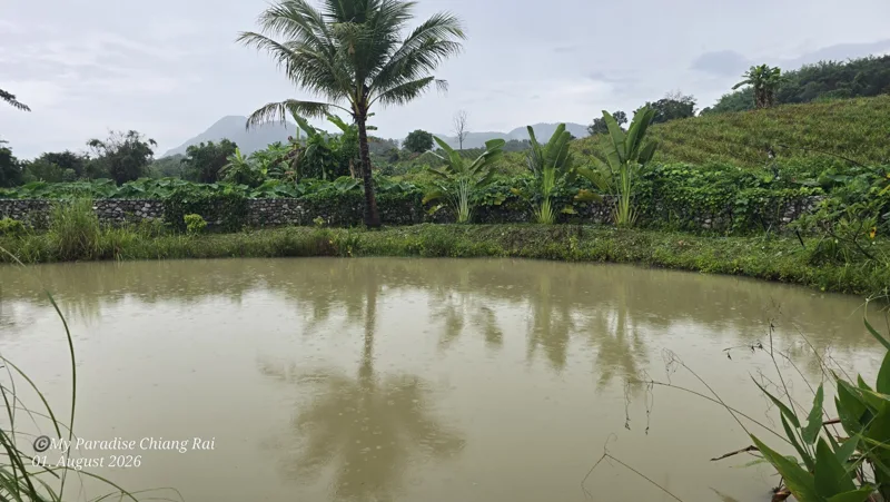 Garden, Pool & Pond · Fishpond