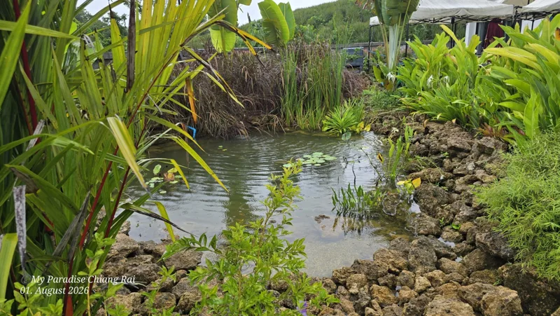 Garden, Pool & Pond · Garden pond
